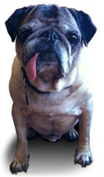 Pugs in Bug